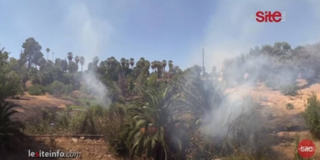 Feux de forêt au Maroc: tous les incendies enregistrés au cours des dernières 24 h maîtrisés