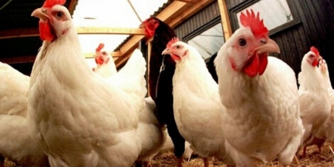 Nouvelle hausse du prix du poulet au Maroc