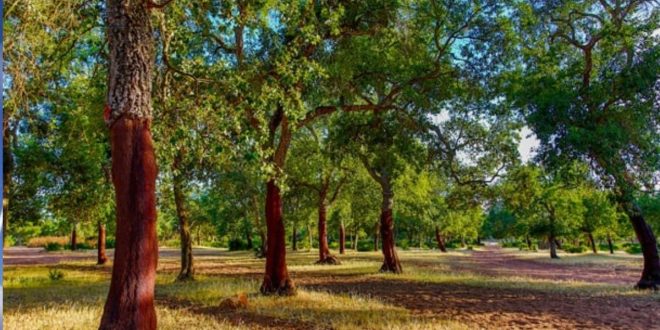 Maâmora : l’ANEF monte au créneau pour défendre la forêt