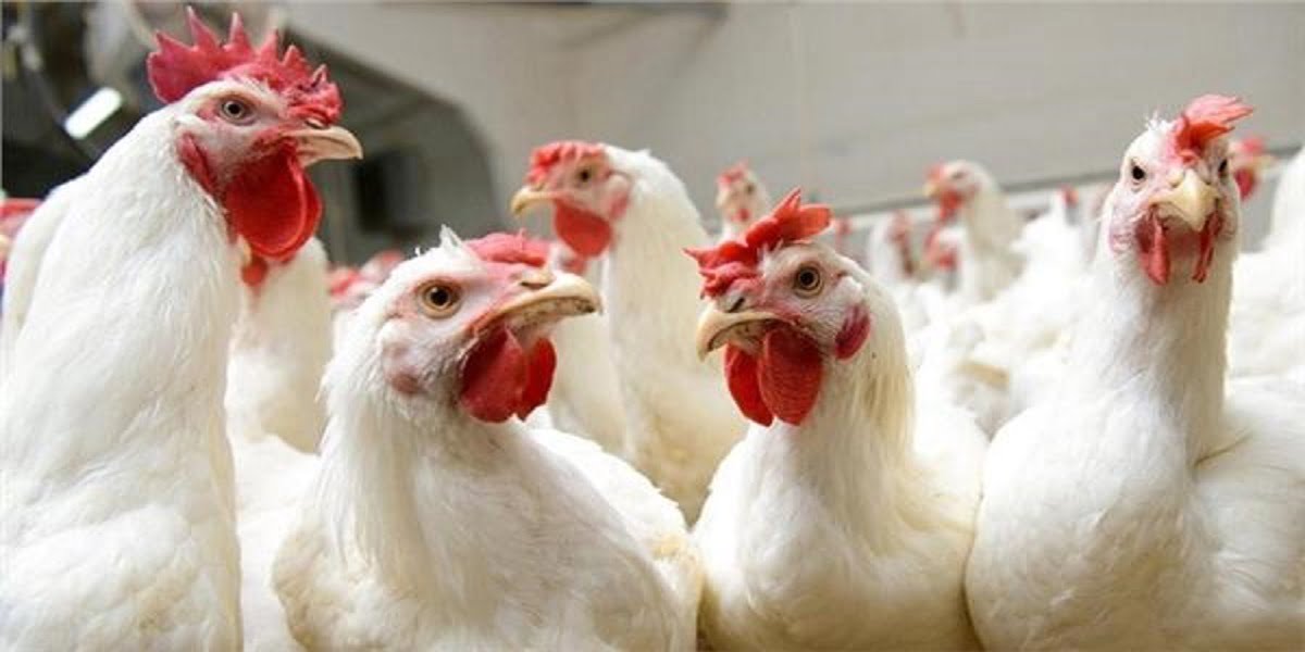 Maroc: le prix du poulet continue de grimper