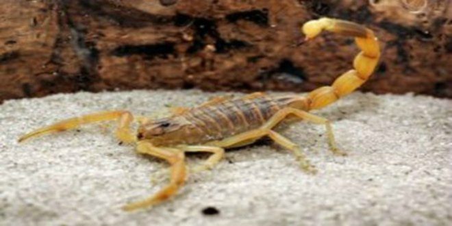 Ouarzazate : piqué par un scorpion, un enfant perd la vie à l’hôpital