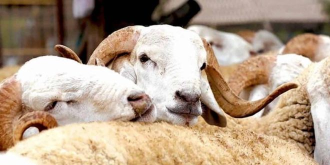 Aïd Al Adha : la hausse des prix inquiète à 45 jours de l’échéance