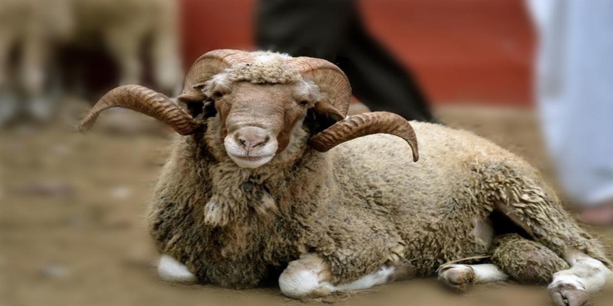 Aïd Al Adha 2024 les moutons seront plus chers au Maroc