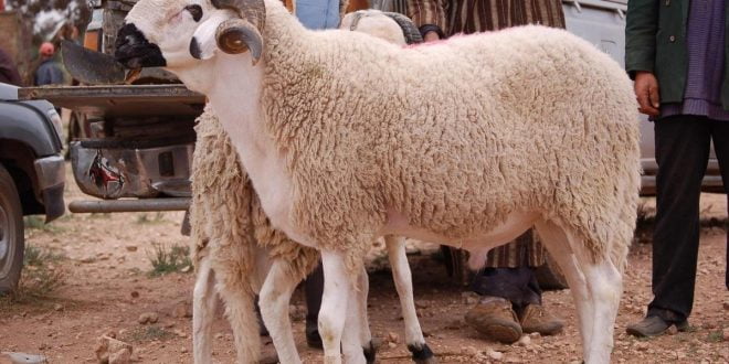 Achat en ligne du mouton : une solution pratique qui gagne du terrain