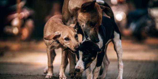 Casablanca : attaquée par des chiens errants, une Marocaine obtient gain de cause