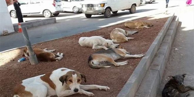 Animaux errants : un projet de loi impose des règles strictes aux propriétaires au Maroc