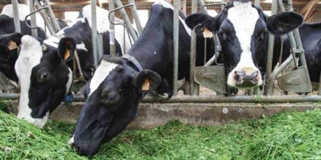 Suspension des exportations espagnoles de bovins: les Marocains s’inquiètent