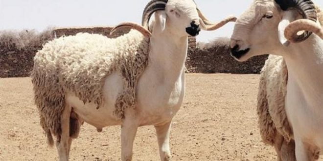 Aïd Al-Adha: hausse des prix des moutons malgré l’annulation du sacrifice  