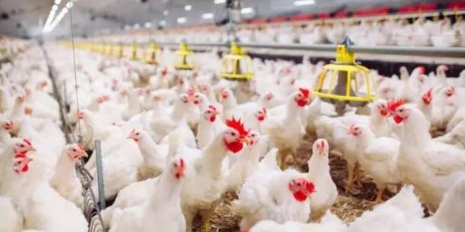 Pourquoi les prix de la volaille ont baissé