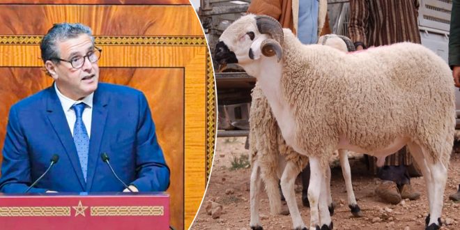Aïd Al-Adha: des mesures strictes pour encadrer la vente des moutons
