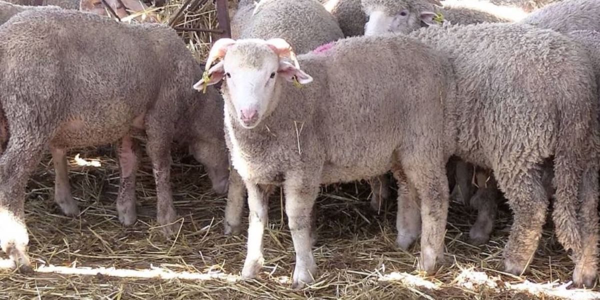 Aïd Al Adha: les moutons seront plus chers au Maroc
