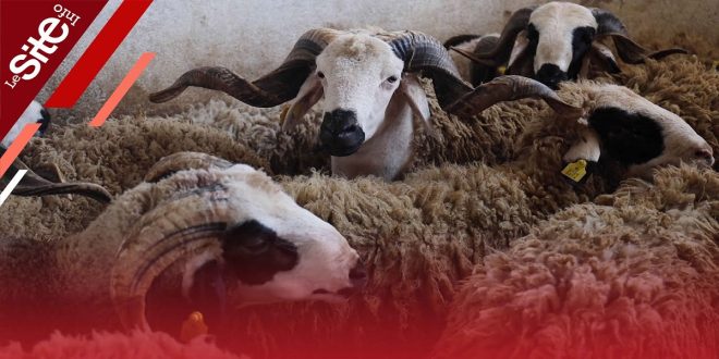 Aïd Al-Adha: les autorités de Rabat interdisent la vente de moutons dans les garages