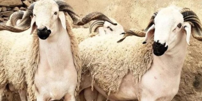 Aïd Al-Adha : le Maroc renforce le contrôle des marchés