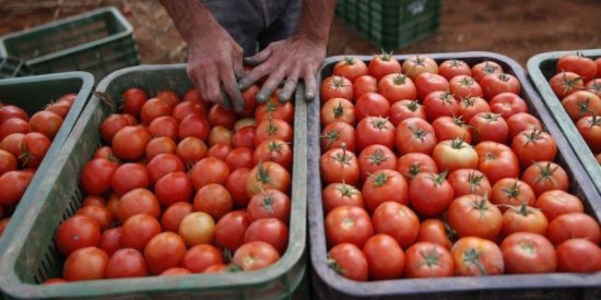 Maroc Le Prix De La Tomate Repart La Hausse LeSiteinfo