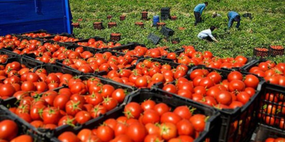 Les prix des tomates continuent de reculer à l’approche de Ramadan