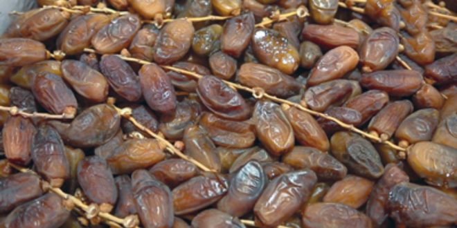 Production de dattes au Maroc : un bond de 55 % prévu pour la campagne 2025-2026