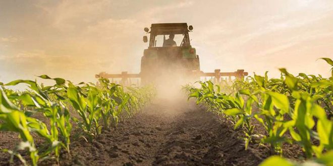 Campagne agricole 2024-2025 : des perspectives prometteuses selon le ministère