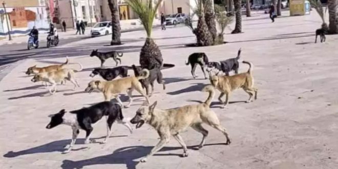Chiens errants: une association interpelle les autorités à Chefchaouen