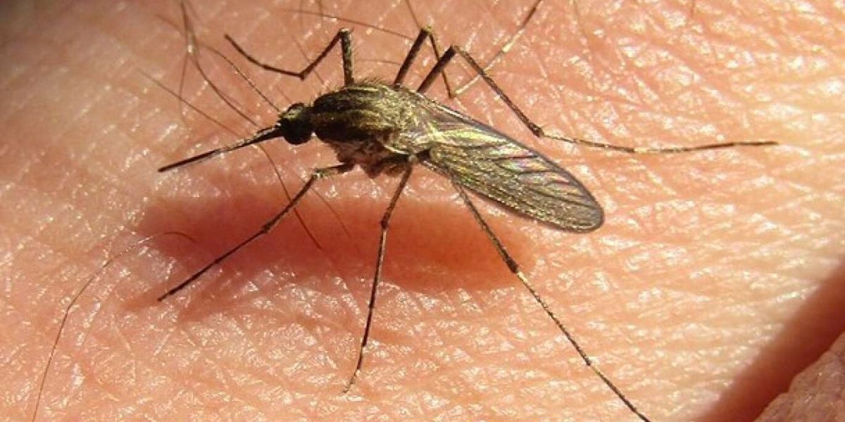 Grande offensive de moustiques dans le nord du Maroc