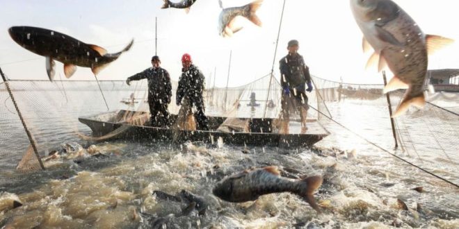 Pêche maritime : le Maroc autorisé à exporter vers les États-Unis jusqu’en 2029