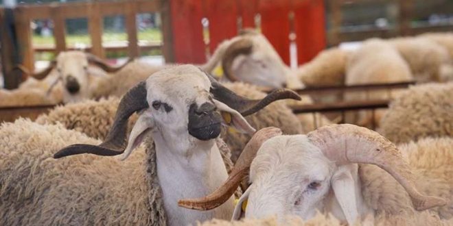 Aïd Al-Adha 2023 et 2024: le coût de la subvention à l’importation de cheptel