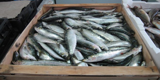 Les prix des sardines poursuivent leur flambée au Maroc