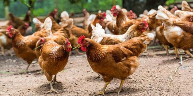 Pourquoi les prix de la volaille ont baissé au Maroc