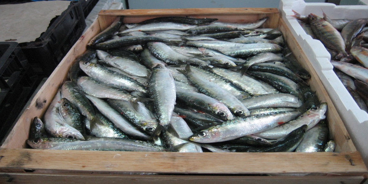 Les prix des sardines refusent de baisser au Maroc