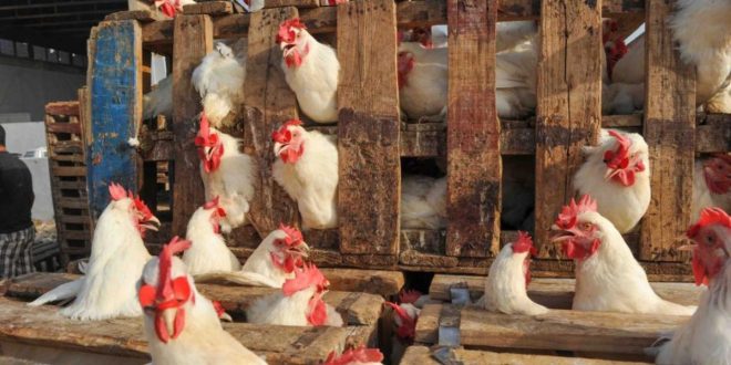 Pourquoi le prix du poulet a reculé au Maroc