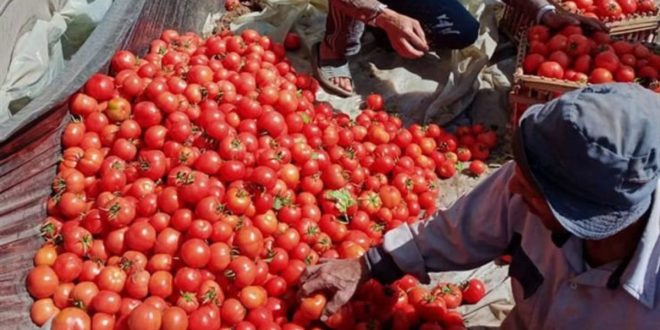 Les prix des tomates repartent à la hausse malgré les récentes pluies
