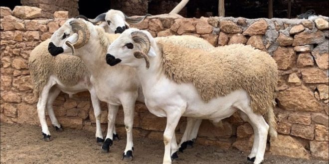 Reconstitution du cheptel: bonne nouvelle pour les éleveurs