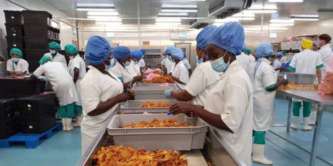 Agro-industrie : faire émerger des success-stories africaines