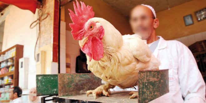 Casablanca : flambée inquiétante des prix du poulet