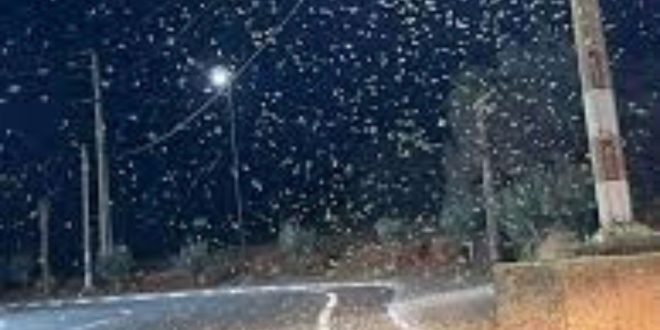 Propagation des criquets pèlerins au Maroc : le ministère de l’Intérieur réagit