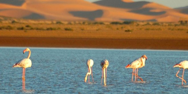 Les flamants roses de retour à Merzouga