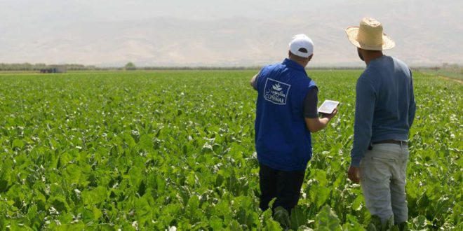 Sécheresse : Cosumar muscle sa stratégie verte pour une filière sucrière plus résiliente