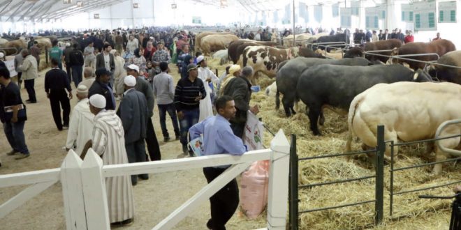 SIAM 2025 : plus d’un million de visiteurs attendus à Meknès