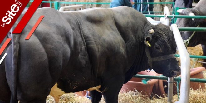 SIAM 2025 : plusieurs taureaux impressionnants de plus d’une tonne à Meknès (VIDEO)