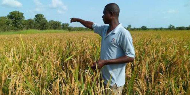 Afrique : renforcer les stratégies pour booster l’agriculture