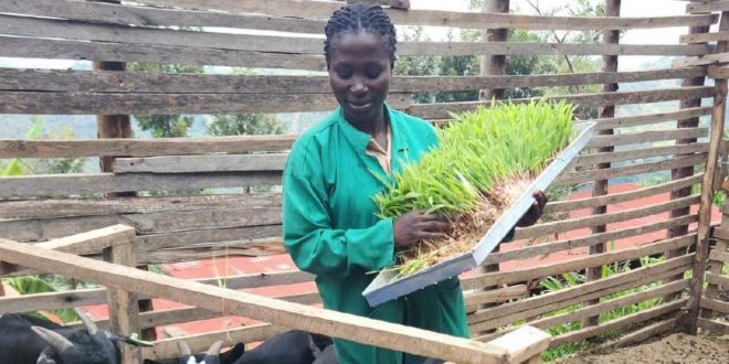 Agriculture africaine : renforcer le rôle des petits exploitants agricoles