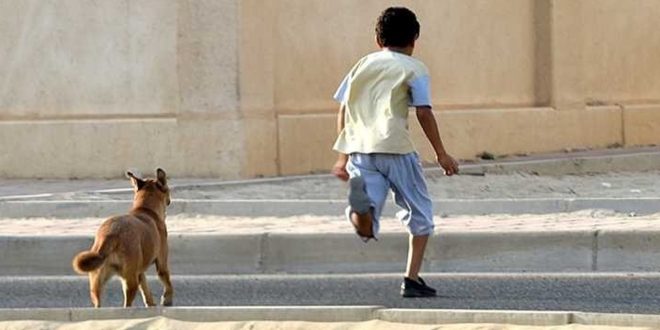 Drame à Skhirat : un adolescent tué par des chiens errants, les autorités réagissent