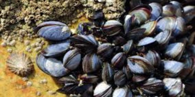Agadir : les moules d’Imi Ouaddar à nouveau autorisées à la vente