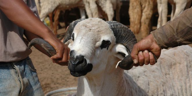Reconstitution du cheptel: ce qu’il faut savoir sur le programme de soutien aux éleveurs
