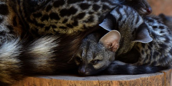 Jardin Zoologique de Rabat: naissance de plus de 80 animaux d’espèces menacées