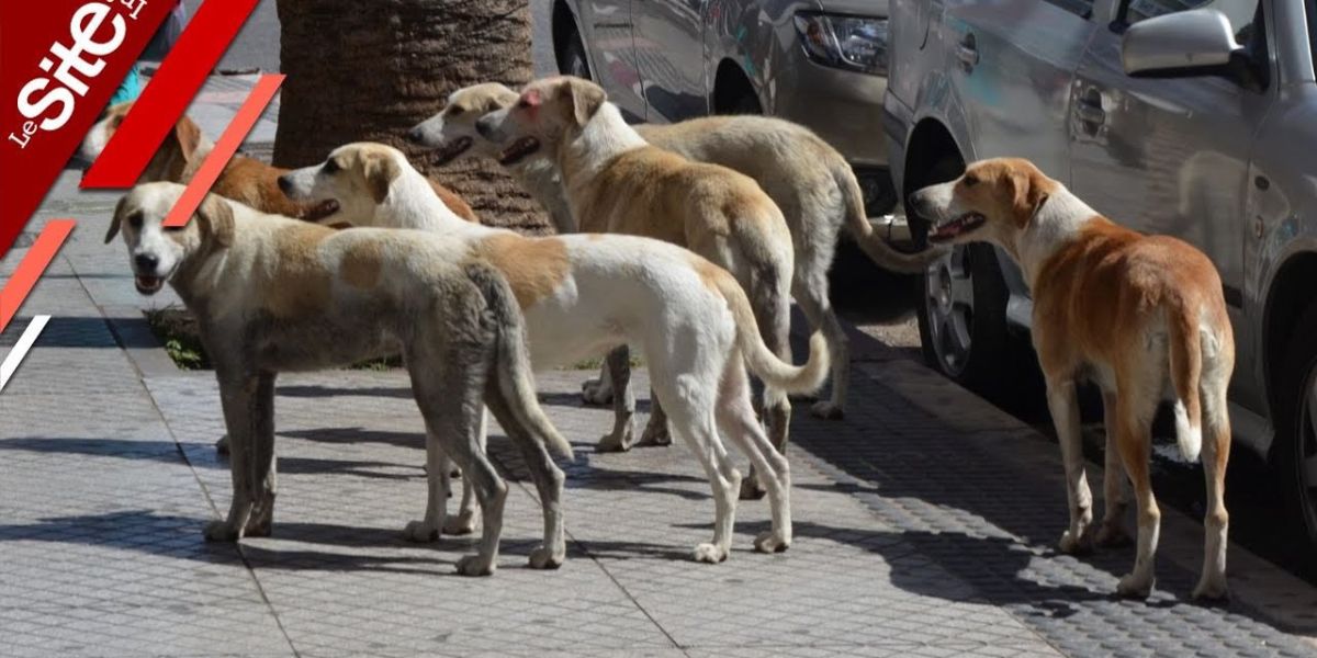 Agadir : la prolifération des chiens errants indigne (VIDEO)