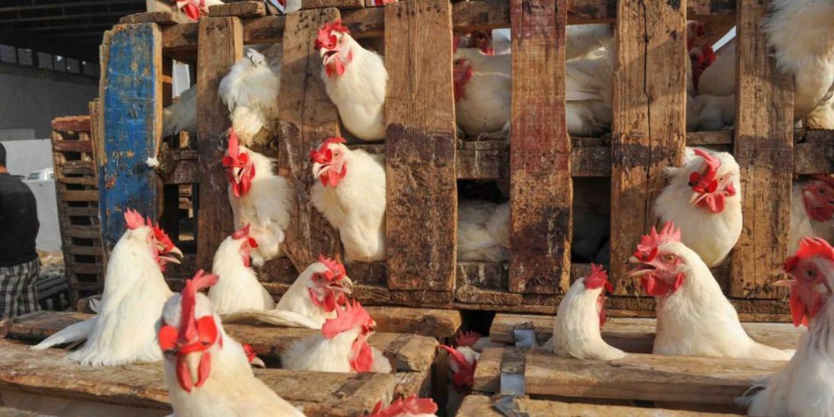 Maroc: la vague de chaleur fait baisser les prix de la volaille