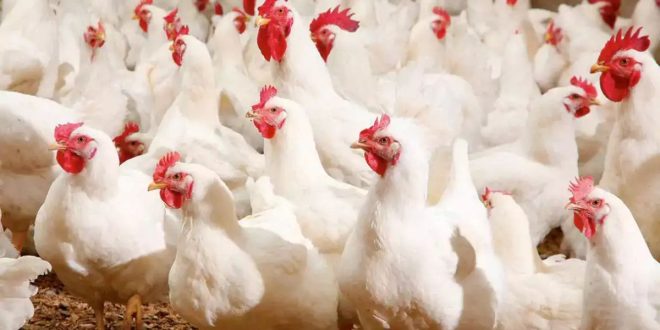 Les prix du poulet poursuivent leur envolée
