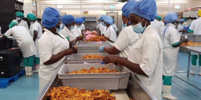 Agro-industrie : cap sur la performance et l’expertise locales