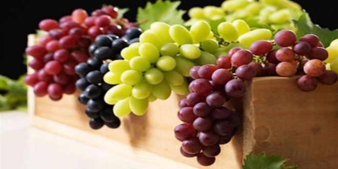 Les prix des raisins s’envolent au Maroc