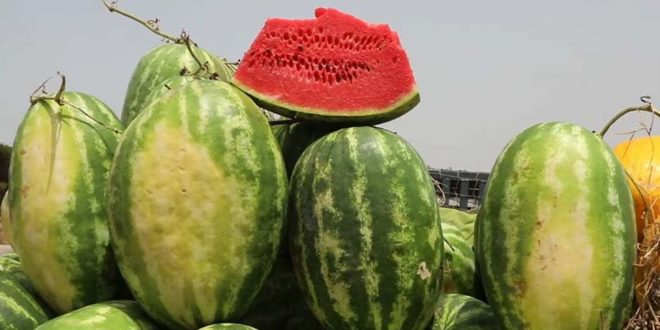 Exportations : la pastèque marocaine a la cote en France